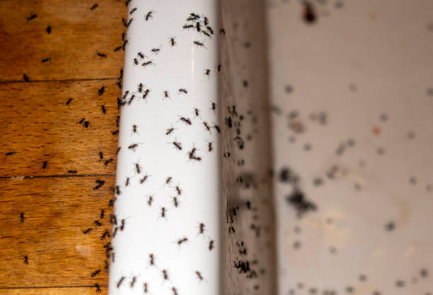 Best Affordable Pest Control Services  in Rogersville, AL