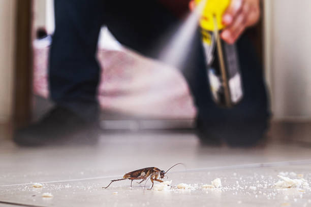 Best Affordable Pest Control Services  in Rogersville, AL